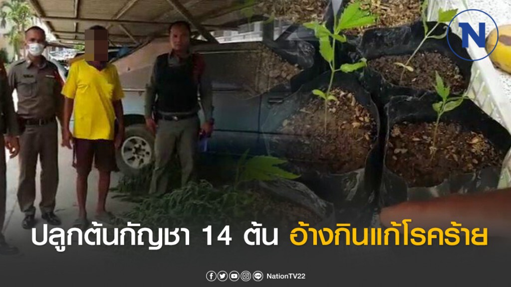 รวบหนุ่มใหญ่แอบปลูกต้นกัญชาหลังบ้านพัก 14 ต้น อ้างปลูกไว้เพื่อต้มกินแก้โรคร้าย รวบหนุ่มใหญ่แอบปลูกต้นกัญชาหลังบ้านพัก 14 ต้น อ้างปลูกไว้เพื่อต้มกินแก้โรคร้าย