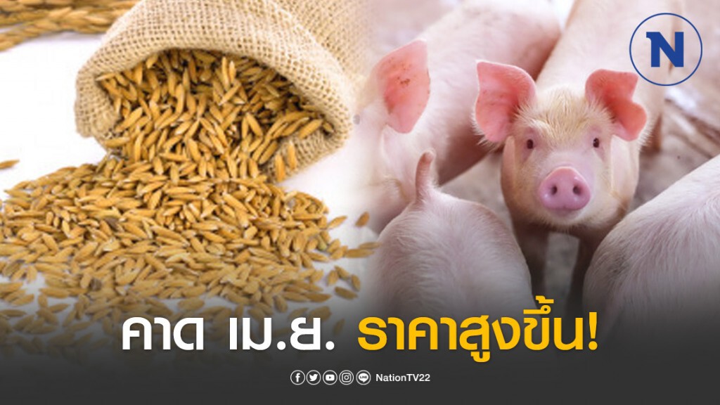 ธ.ก.ส.คาด เม.ย. 'ข้าวเปลือก-มันสำปะหลัง-หมู' ราคาสูงขึ้น