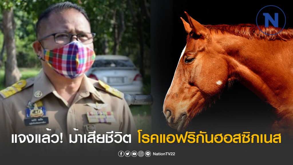 ปศุสัตว์ แจง ม้าป่วยเสียชีวิต 42 ตัว เป็นโรคแอฟริกันฮอสซิกเนส