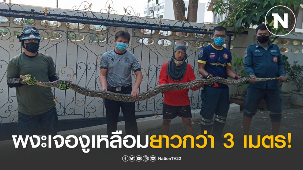 ผงะกำลังจะปลดทุกข์เจองูเหลือมในชักโครกยาว 3 เมตร!