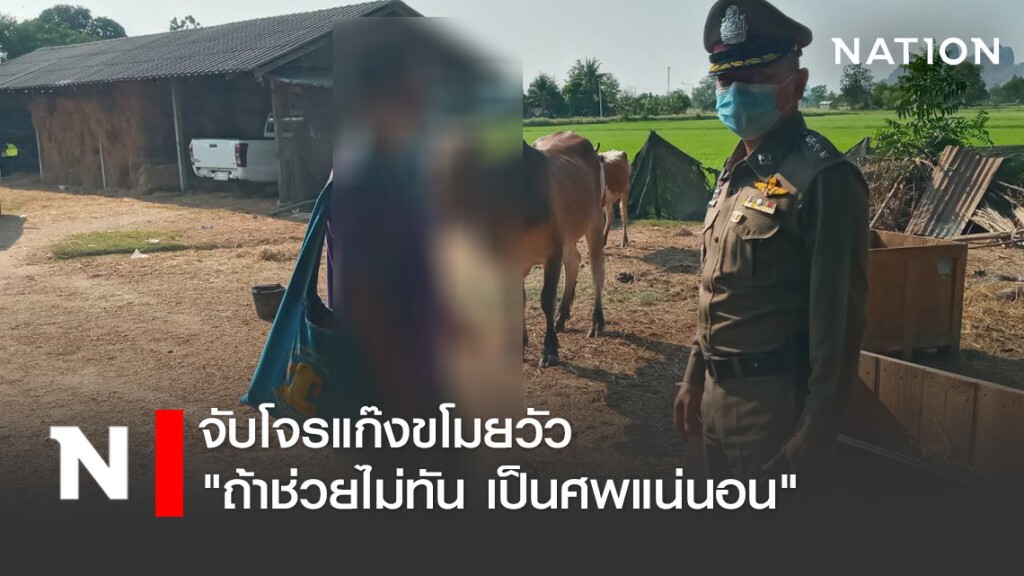 ตร.ทุ่งหลวง จับโจรแก๊งขโมยวัว "ถ้าช่วยไม่ทัน เป็นศพแน่นอน"