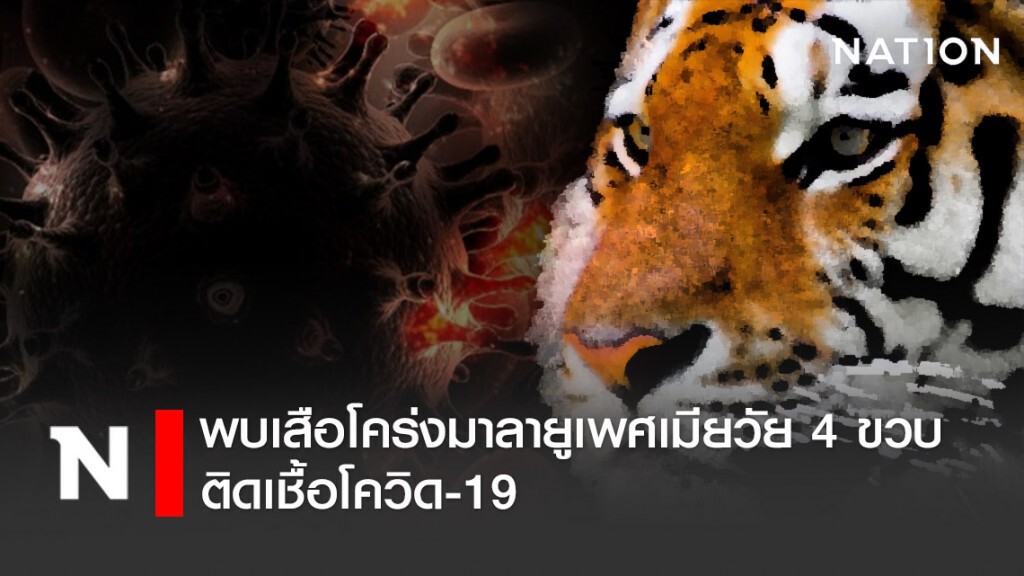 พบเสือโคร่งวัย 4 ขวบ ติดเชื้อโควิด-19