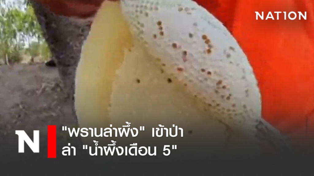"พรานล่าผึ้ง" เข้าป่าล่า "น้ำผึ้งเดือน 5" ที่สุดแห่งน้ำผึ้ง! "พรานล่าผึ้ง" เข้าป่าล่า "น้ำผึ้งเดือน 5" ที่สุดแห่งน้ำผึ้ง!