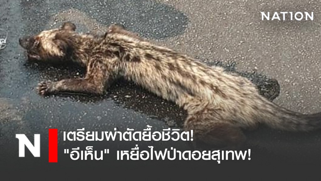 เตรียมผ่าตัดยื้อชีวิต "อีเห็น" เหยื่อไฟป่าดอยสุเทพ!