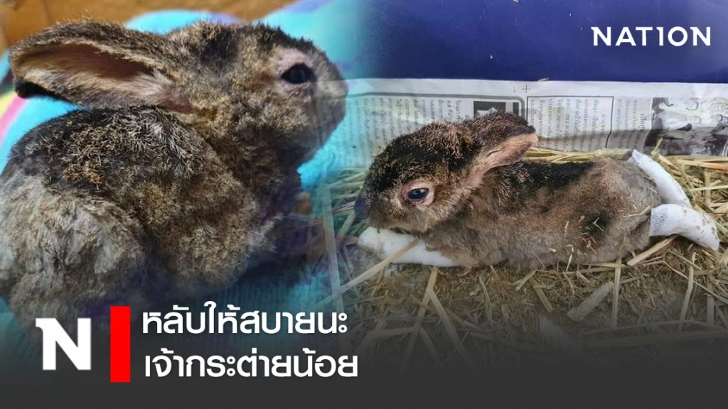 ชาวโซเชียลเศร้า! กระต่ายน้อย หนีเอาตัวรอดจากไฟป่าเสียชีวิตแล้ว