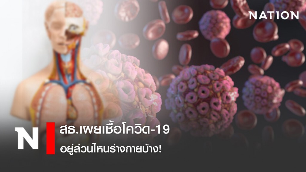 สธ.ชี้จุด เเหล่งสะสมเชื้อโควิดอยู่ตรงไหนในร่างกายบ้าง! สธ.ชี้จุด เเหล่งสะสมเชื้อโควิดอยู่ตรงไหนในร่างกายบ้าง!