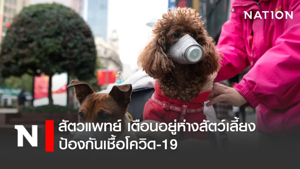สัตวแพทย์ เตือนอยู่ห่างสัตว์เลี้ยง ป้องกันแพร่เชื้อโควิด-19 จากคนสู่สัตว์