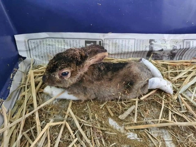 ชาวโซเชียลเศร้า! กระต่ายน้อย หนีเอาตัวรอดจากไฟป่าเสียชีวิตแล้ว