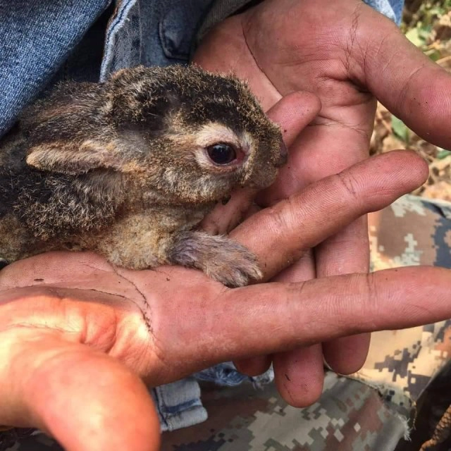 ชาวโซเชียลเศร้า! กระต่ายน้อย หนีเอาตัวรอดจากไฟป่าเสียชีวิตแล้ว