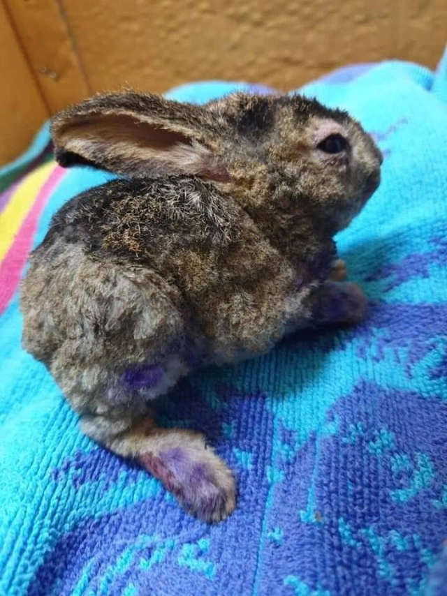 ชาวโซเชียลเศร้า! กระต่ายน้อย หนีเอาตัวรอดจากไฟป่าเสียชีวิตแล้ว