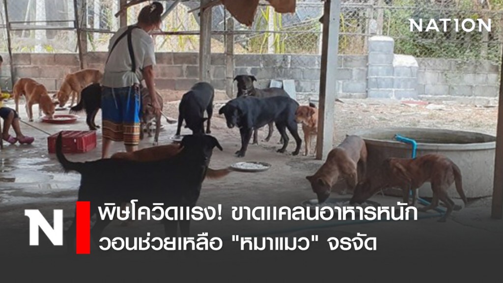 พิษโควิดเเรง! ขาดเเคลนอาหารหนัก วอนร่วมด้วยช่วยกันช่วยเหลือ "หมาแมว" จรจัด