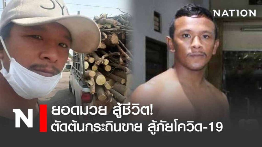 "ถั่วเขียว" สู้ภัยโควิด19 ตัดต้นกระถินขาย