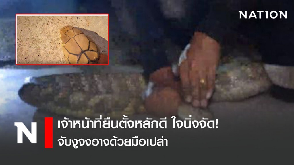 เจ้าหน้าที่ยืนตั้งหลักดี ใจนิ่งจัด! จับงูจงอางด้วยมือเปล่า
