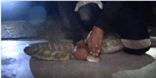 เจ้าหน้าที่ยืนตั้งหลักดี ใจนิ่งจัด! จับงูจงอางด้วยมือเปล่า