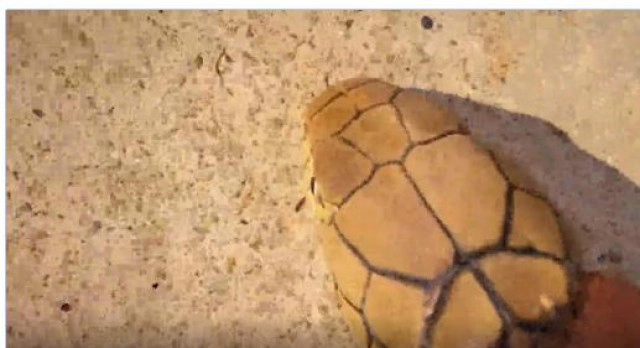 เจ้าหน้าที่ยืนตั้งหลักดี ใจนิ่งจัด! จับงูจงอางด้วยมือเปล่า