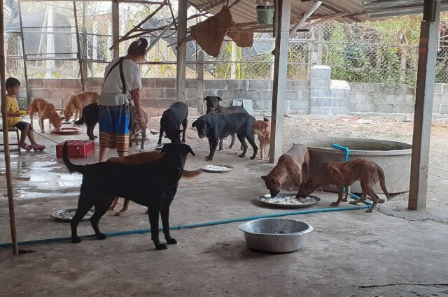 พิษโควิดเเรง! ขาดเเคลนอาหารหนัก วอนร่วมด้วยช่วยกันช่วยเหลือ "หมาแมว" จรจัด
