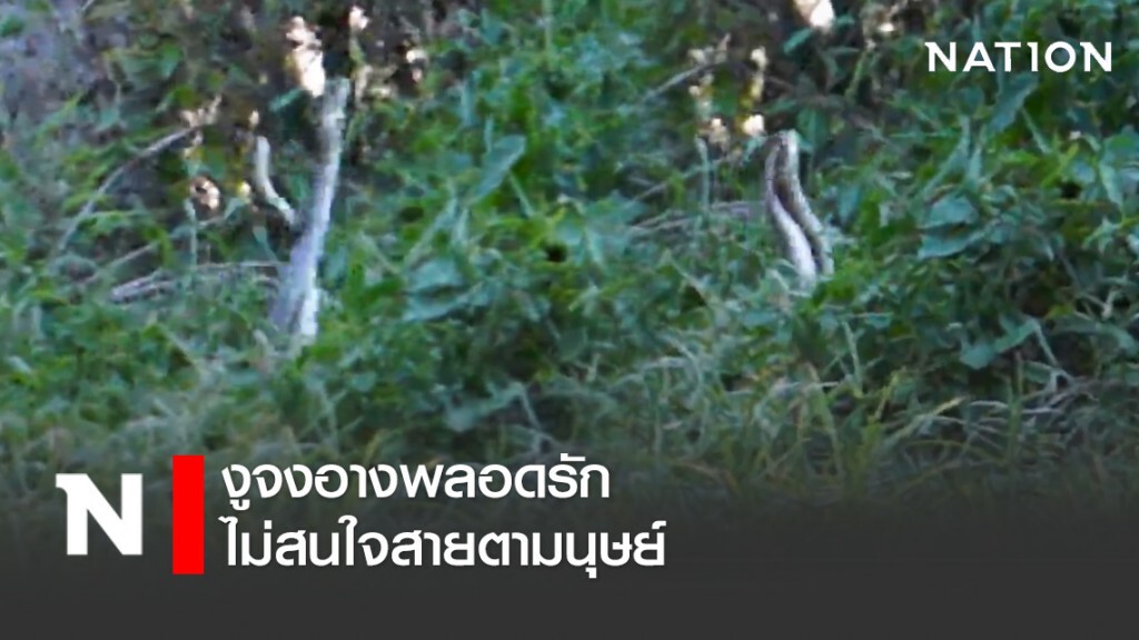 งูจงอางพลอดรัก ไม่สนใจสายตามนุษย์ งูจงอางพลอดรัก ไม่สนใจสายตามนุษย์