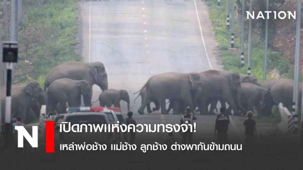 เปิดภาพเเห่งความทรงจำ! เหล่าพ่อช้าง เเม่ช้าง ลูกช้าง ต่างพากันข้ามถนน เปิดภาพเเห่งความทรงจำ! เหล่าพ่อช้าง เเม่ช้าง ลูกช้าง ต่างพากันข้ามถนน