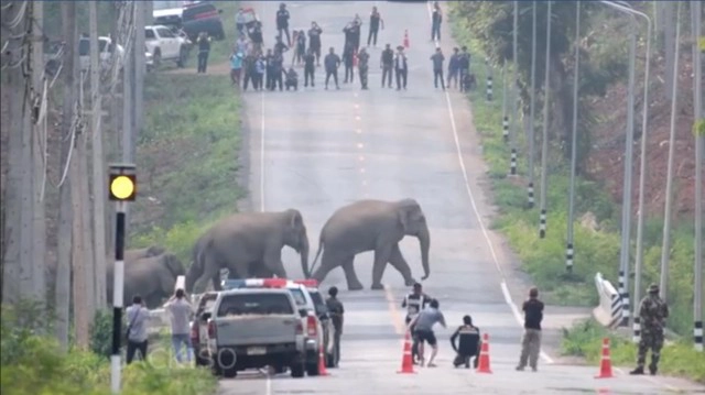 เปิดภาพเเห่งความทรงจำ! เหล่าพ่อช้าง เเม่ช้าง ลูกช้าง ต่างพากันข้ามถนน