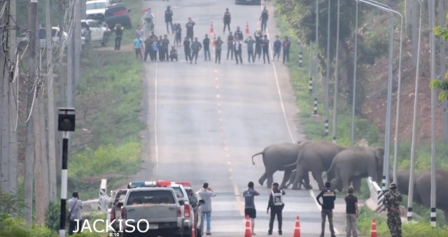 เปิดภาพเเห่งความทรงจำ! เหล่าพ่อช้าง เเม่ช้าง ลูกช้าง ต่างพากันข้ามถนน