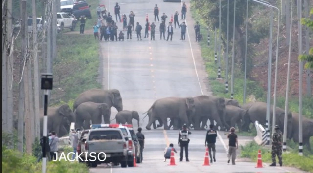 เปิดภาพเเห่งความทรงจำ! เหล่าพ่อช้าง เเม่ช้าง ลูกช้าง ต่างพากันข้ามถนน