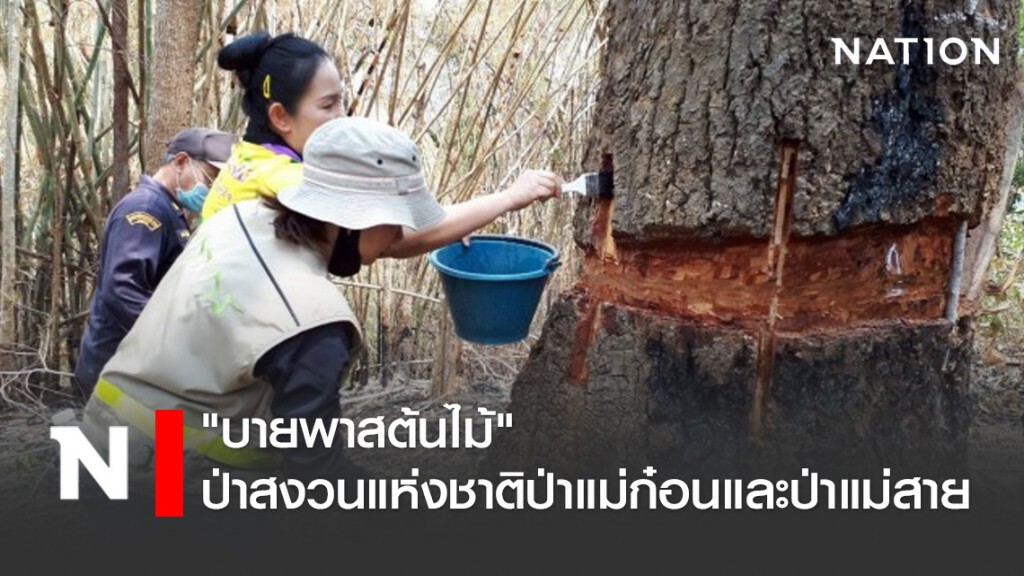 "บายพาสต้นไม้" ป่าสงวนแห่งชาติป่าแม่ก๋อนและป่าแม่สาย "บายพาสต้นไม้" ป่าสงวนแห่งชาติป่าแม่ก๋อนและป่าแม่สาย