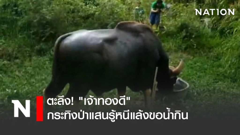 ตะลึง! "เจ้าทองดี" กระทิงป่าแสนรู้หนีแล้งขอน้ำกิน