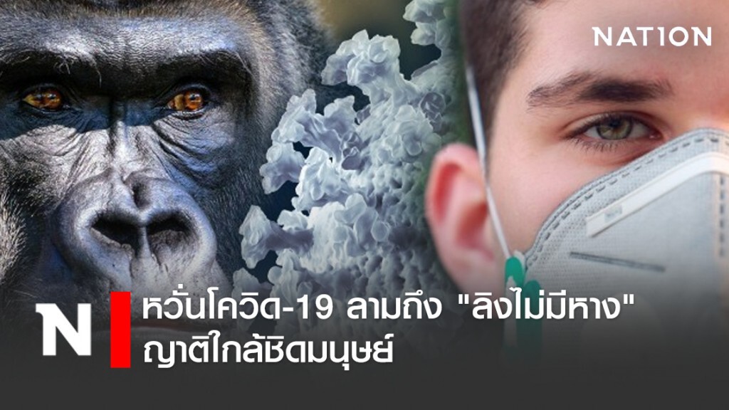 หวั่นโควิด-19 ลามถึง "ลิงไม่มีหาง" ญาติใกล้ชิดมนุษย์ หวั่นโควิด-19 ลามถึง "ลิงไม่มีหาง" ญาติใกล้ชิดมนุษย์