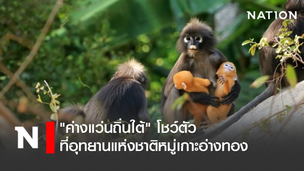 ไร้นักท่องเที่ยว "ค่างแว่นถิ่นใต้" โชว์ตัว ที่อุทยานแห่งชาติหมู่เกาะอ่างทอง