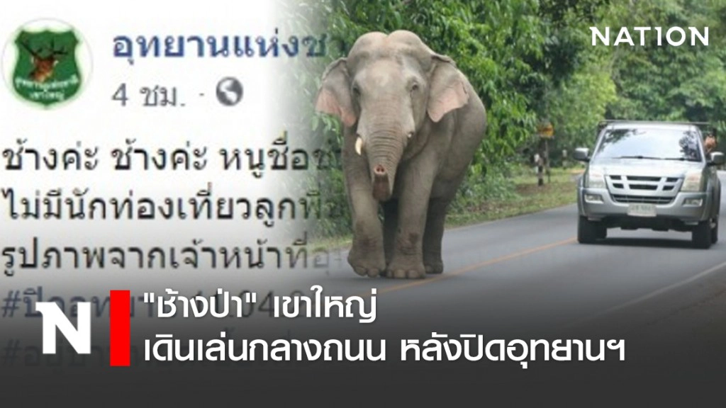 "ช้างป่า" เขาใหญ่ เดินเล่นกลางถนน หลังปิดอุทยานฯ