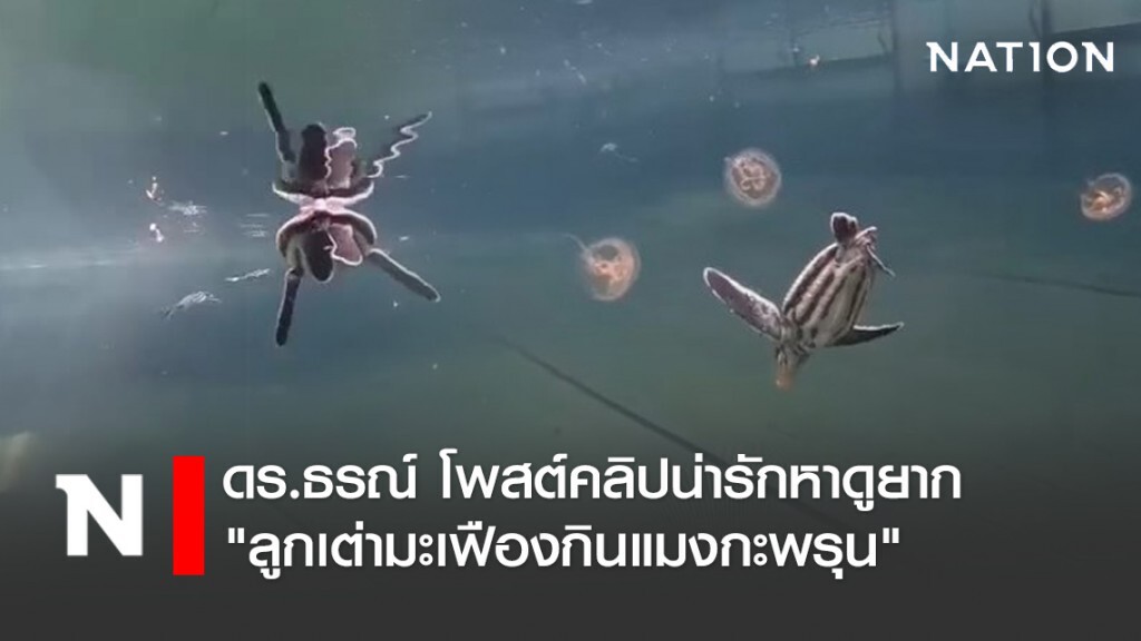 ดร.ธรณ์ โพสต์คลิปน่ารักหาดูยาก "ลูกเต่ามะเฟืองกินแมงกะพรุน"