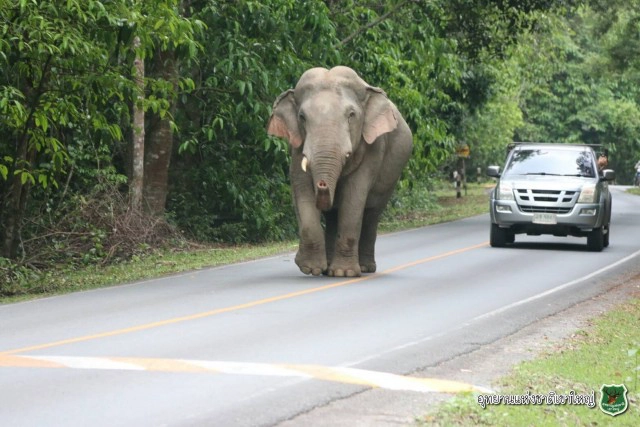 "ช้างป่า" เขาใหญ่ เดินเล่นกลางถนน หลังปิดอุทยานฯ