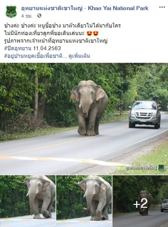 "ช้างป่า" เขาใหญ่ เดินเล่นกลางถนน หลังปิดอุทยานฯ