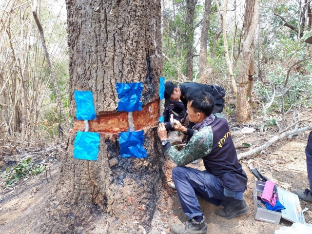 "บายพาสต้นไม้" ป่าสงวนแห่งชาติป่าแม่ก๋อนและป่าแม่สาย