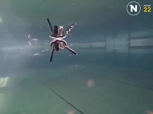 ดร.ธรณ์ โพสต์คลิปน่ารักหาดูยาก "ลูกเต่ามะเฟืองกินแมงกะพรุน"