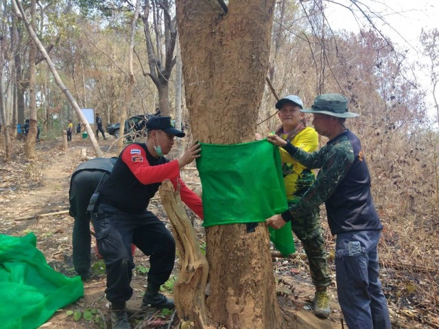 "บายพาสต้นไม้" ป่าสงวนแห่งชาติป่าแม่ก๋อนและป่าแม่สาย