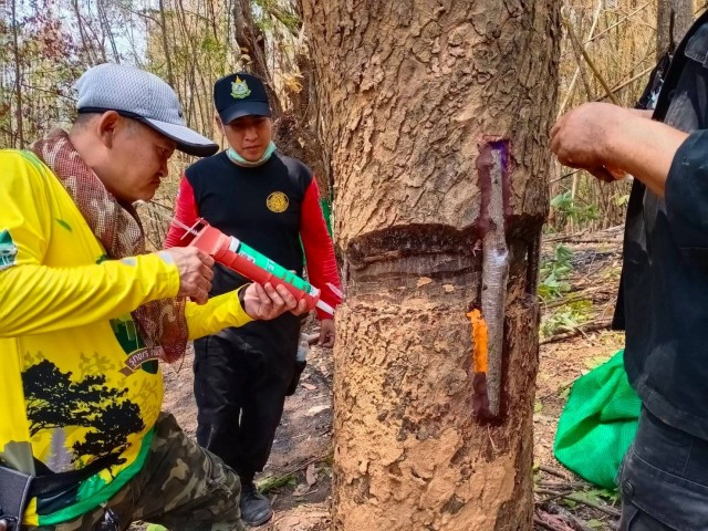 "บายพาสต้นไม้" ป่าสงวนแห่งชาติป่าแม่ก๋อนและป่าแม่สาย