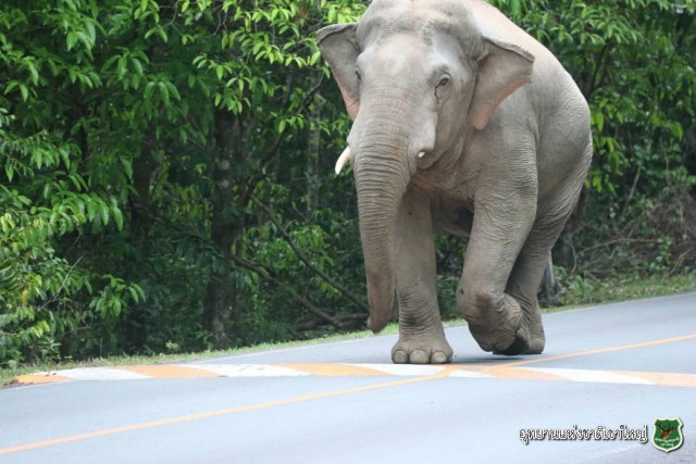 "ช้างป่า" เขาใหญ่ เดินเล่นกลางถนน หลังปิดอุทยานฯ