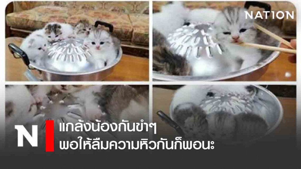 เมื่อ "สายกิน" หิวจนตาลาย "น้องหมาน้องแมว" เลยตกเป็นเหยื่อ