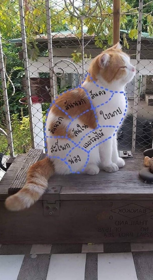 เมื่อ "สายกิน" หิวจนตาลาย "น้องหมาน้องแมว" เลยตกเป็นเหยื่อ