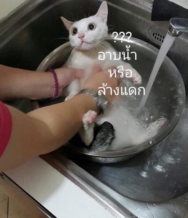เมื่อ "สายกิน" หิวจนตาลาย "น้องหมาน้องแมว" เลยตกเป็นเหยื่อ