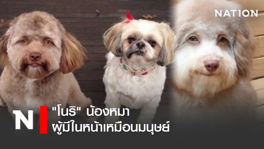"โนริ" น้องหมาผู้มีในหน้าเหมือนมนุษย์