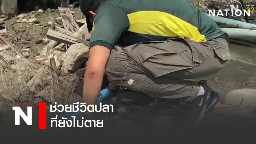 ช่วยชีวิตปลาที่ยังไม่ตาย ช่วยชีวิตปลาที่ยังไม่ตาย
