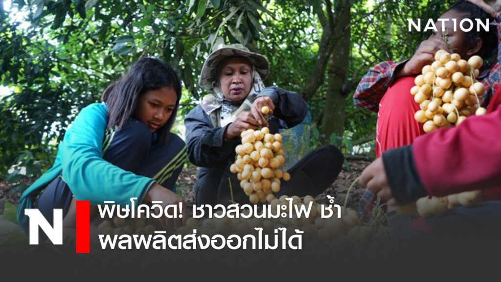 พิษ "โควิด" ชาวสวนมะไฟช้ำ ผลผลิตส่งออกไม่ได้ !!