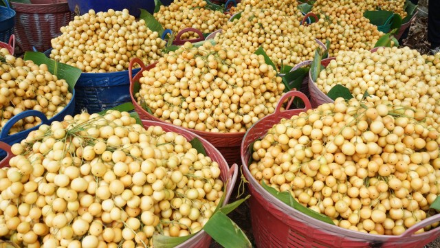 พิษ "โควิด" ชาวสวนมะไฟช้ำ ผลผลิตส่งออกไม่ได้ !!