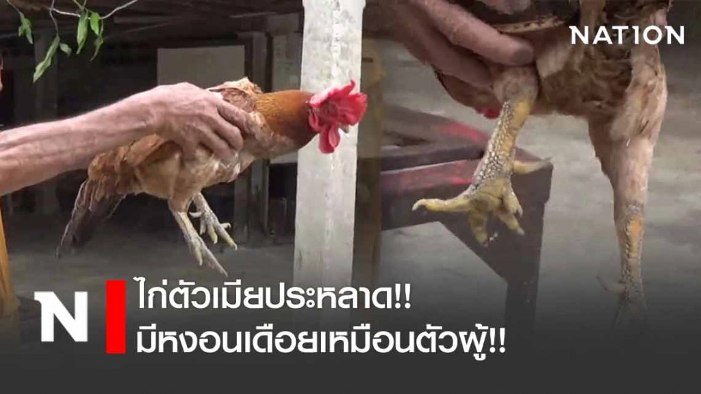 เจ้าตุ๊ด! ไก่ตัวเมียประหลาดมีหงอนเดือยเหมือนตัวผู้