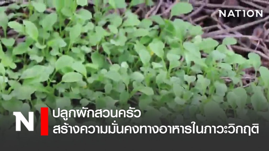 ปลูกผักสวนครัว สร้างความมั่นคงทางอาหารในภาวะวิกฤติ