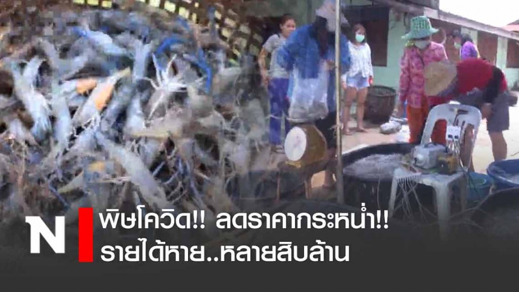 พิษโควิด!! ชาวนากุ้งกาฬสินธุ์ ลดราคากระหน่ำ!! รายได้หายหลายสิบล้าน พิษโควิด!! ชาวนากุ้งกาฬสินธุ์ ลดราคากระหน่ำ!! รายได้หายหลายสิบล้าน