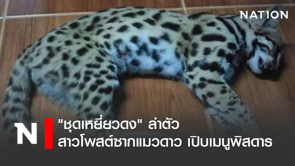 "ชุดเหยี่ยวดง" ล่าตัว สาวโพสต์ซากแมวดาว เปิบเมนูพิสดาร "ชุดเหยี่ยวดง" ล่าตัว สาวโพสต์ซากแมวดาว เปิบเมนูพิสดาร