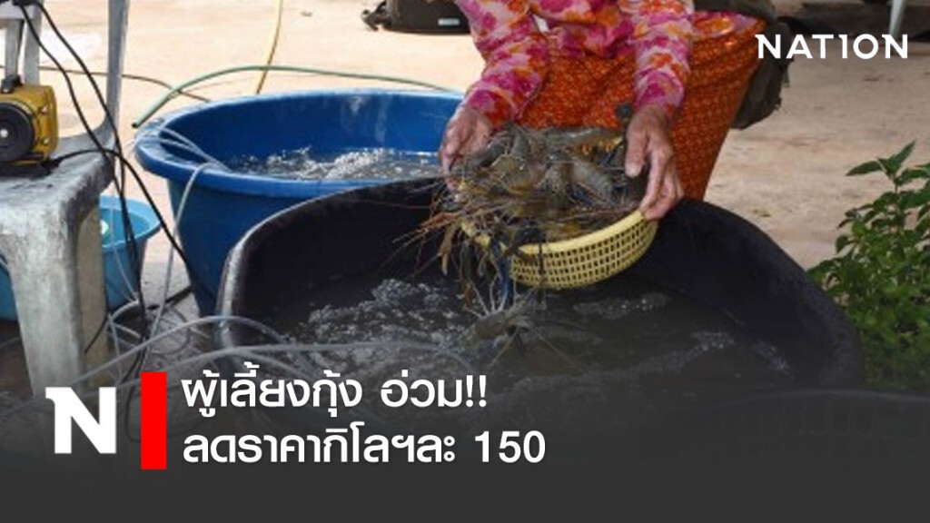 พิษโควิด-19 กระทบ ผู้เลี้ยงกุ้ง อ่วม! แห่ลดราคาขายกิโลฯละ 150!